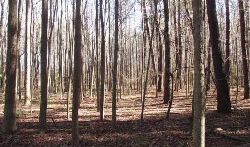 Photo of SOLD!!  38 Acres of Timber and Hunting Land For Sale in Accomack County VA!