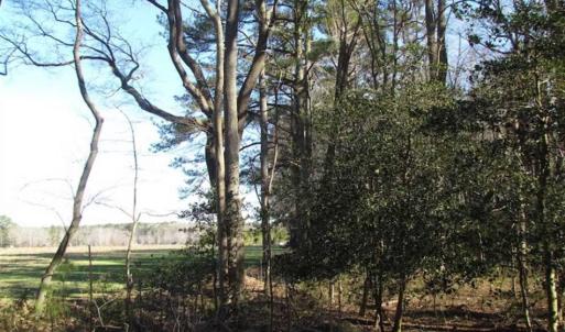 Photo of SOLD!!  38 Acres of Timber and Hunting Land For Sale in Accomack County VA!
