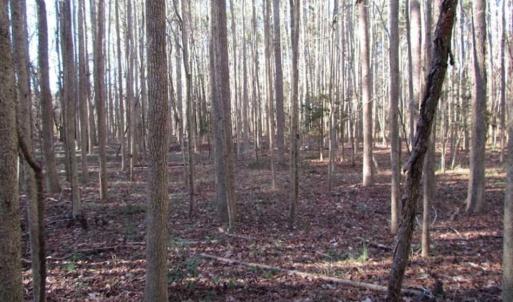 Photo of SOLD!!  38 Acres of Timber and Hunting Land For Sale in Accomack County VA!