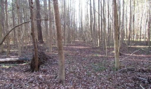 Photo of SOLD!!  38 Acres of Timber and Hunting Land For Sale in Accomack County VA!