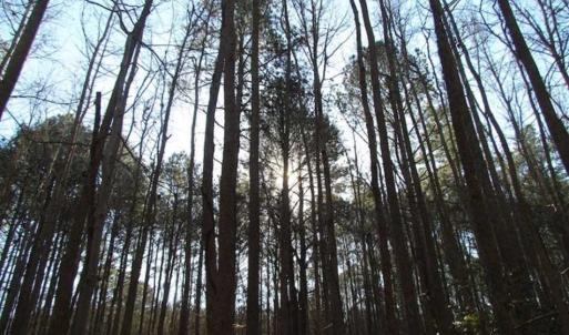 Photo of SOLD!!  38 Acres of Timber and Hunting Land For Sale in Accomack County VA!