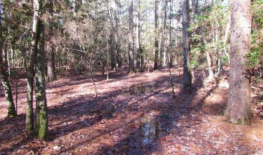 Photo of SOLD!!  38 Acres of Timber and Hunting Land For Sale in Accomack County VA!