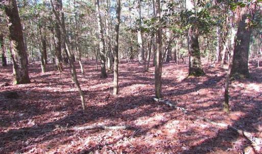 Photo of SOLD!!  38 Acres of Timber and Hunting Land For Sale in Accomack County VA!