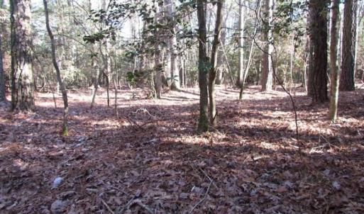Photo of SOLD!!  38 Acres of Timber and Hunting Land For Sale in Accomack County VA!