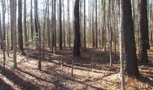 Photo of SOLD!!  38 Acres of Timber and Hunting Land For Sale in Accomack County VA!