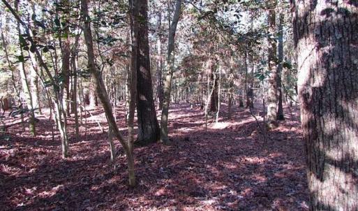 Photo of SOLD!!  38 Acres of Timber and Hunting Land For Sale in Accomack County VA!