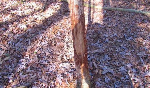 Photo of SOLD!!  38 Acres of Timber and Hunting Land For Sale in Accomack County VA!