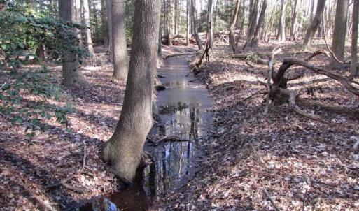 Photo of SOLD!!  38 Acres of Timber and Hunting Land For Sale in Accomack County VA!