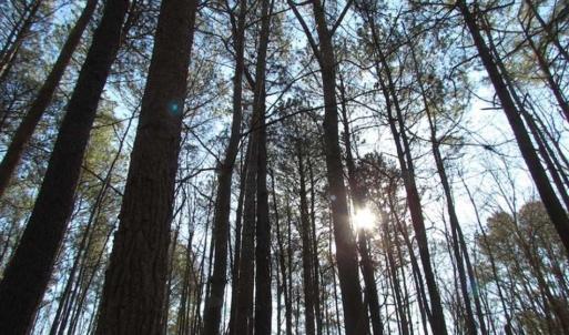 Photo of SOLD!!  38 Acres of Timber and Hunting Land For Sale in Accomack County VA!