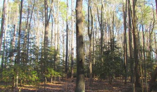 Photo of SOLD!!  38 Acres of Timber and Hunting Land For Sale in Accomack County VA!