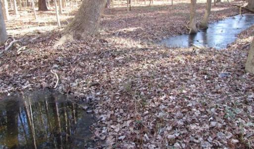 Photo of SOLD!!  38 Acres of Timber and Hunting Land For Sale in Accomack County VA!