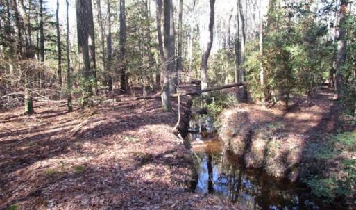 Photo of SOLD!!  38 Acres of Timber and Hunting Land For Sale in Accomack County VA!
