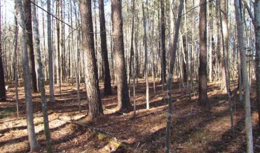 Photo of SOLD!!  38 Acres of Timber and Hunting Land For Sale in Accomack County VA!
