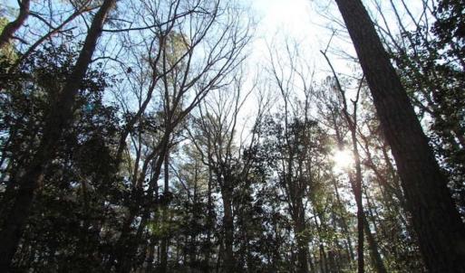 Photo of SOLD!!  38 Acres of Timber and Hunting Land For Sale in Accomack County VA!