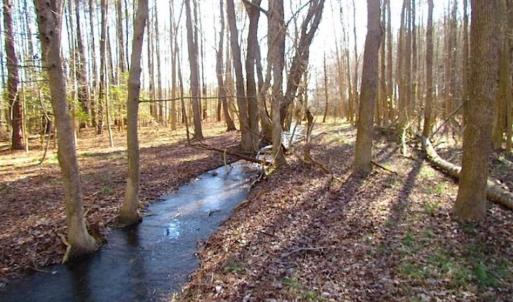 Photo of SOLD!!  38 Acres of Timber and Hunting Land For Sale in Accomack County VA!