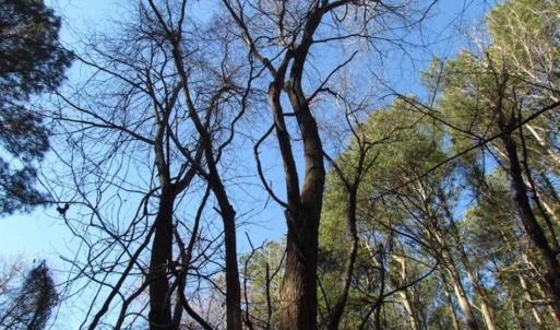 Photo of SOLD!!  38 Acres of Timber and Hunting Land For Sale in Accomack County VA!