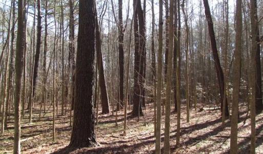Photo of SOLD!!  38 Acres of Timber and Hunting Land For Sale in Accomack County VA!
