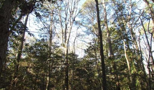 Photo of SOLD!!  38 Acres of Timber and Hunting Land For Sale in Accomack County VA!