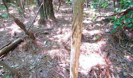 Photo of SOLD!!  16 Acres of Hunting Land For Sale in Southampton County VA!
