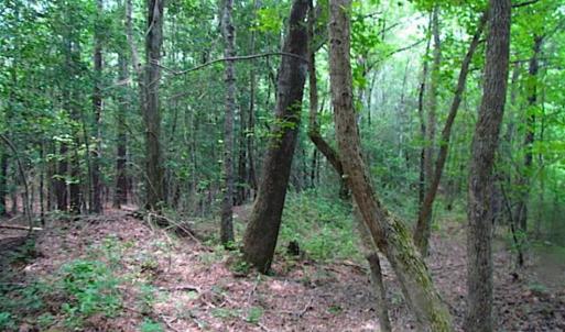 Photo of SOLD!!  16 Acres of Hunting Land For Sale in Southampton County VA!