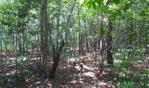 Photo of SOLD!!  16 Acres of Hunting Land For Sale in Southampton County VA!