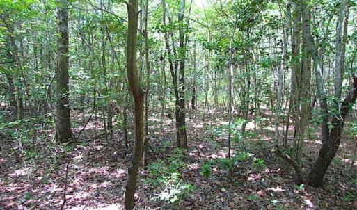 Photo of SOLD!!  16 Acres of Hunting Land For Sale in Southampton County VA!