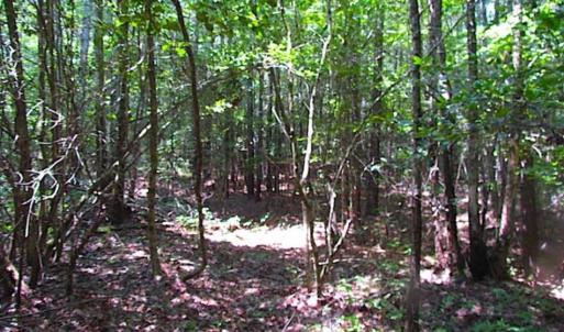 Photo of SOLD!!  16 Acres of Hunting Land For Sale in Southampton County VA!