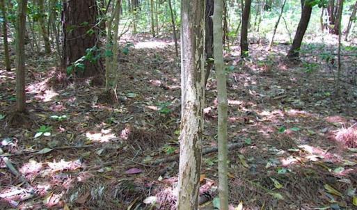 Photo of SOLD!!  16 Acres of Hunting Land For Sale in Southampton County VA!