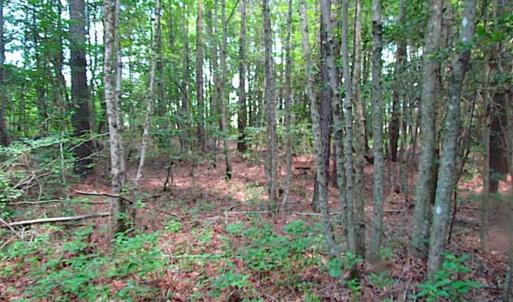 Photo of SOLD!!  16 Acres of Hunting Land For Sale in Southampton County VA!