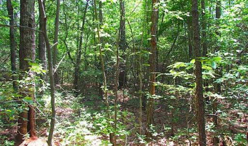 Photo of SOLD!!  16 Acres of Hunting Land For Sale in Southampton County VA!
