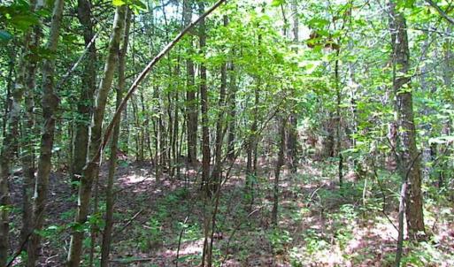Photo of SOLD!!  16 Acres of Hunting Land For Sale in Southampton County VA!