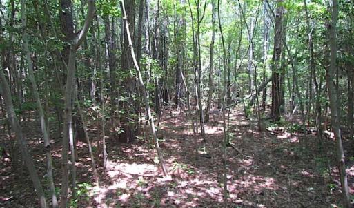 Photo of SOLD!!  16 Acres of Hunting Land For Sale in Southampton County VA!