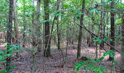 Photo of SOLD!!  16 Acres of Hunting Land For Sale in Southampton County VA!