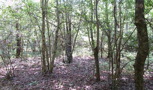 Photo of SOLD!!  16 Acres of Hunting Land For Sale in Southampton County VA!