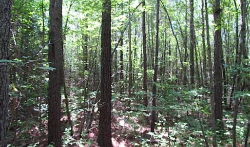 Photo of SOLD!!  16 Acres of Hunting Land For Sale in Southampton County VA!