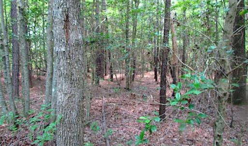Photo of SOLD!!  16 Acres of Hunting Land For Sale in Southampton County VA!