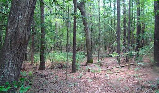 Photo of SOLD!!  16 Acres of Hunting Land For Sale in Southampton County VA!