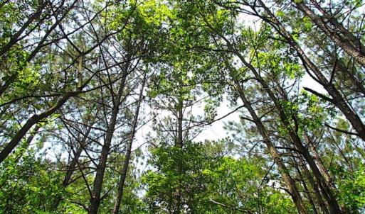 Photo of SOLD!!  5 Acres of Hunting Land of Southampton County VA!
