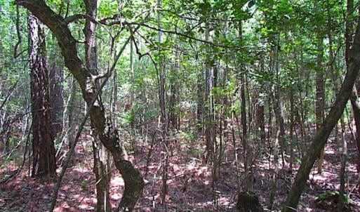 Photo of SOLD!!  5 Acres of Hunting Land of Southampton County VA!