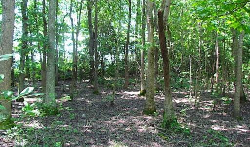 Photo of SOLD!!  5 Acres of Hunting Land of Southampton County VA!
