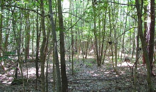 Photo of SOLD!!  5 Acres of Hunting Land of Southampton County VA!