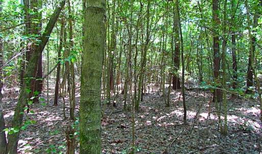 Photo of SOLD!!  5 Acres of Hunting Land of Southampton County VA!