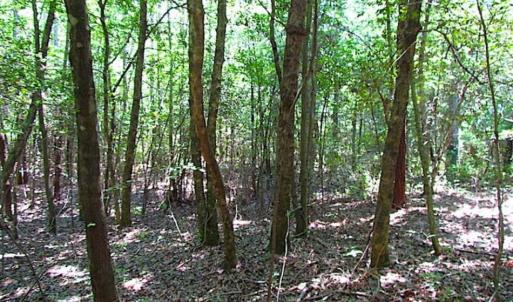 Photo of SOLD!!  5 Acres of Hunting Land of Southampton County VA!