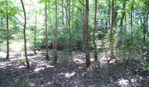 Photo of SOLD!!  5 Acres of Hunting Land of Southampton County VA!