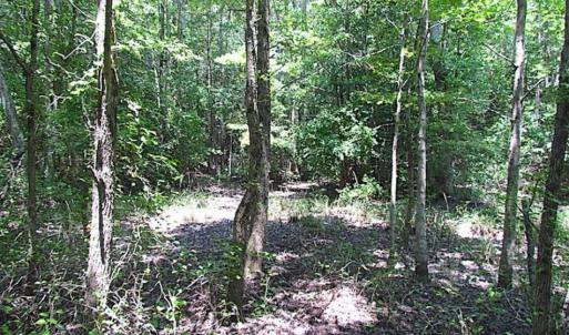 Photo of SOLD!!  5 Acres of Hunting Land of Southampton County VA!