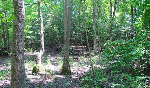 Photo of SOLD!!  5 Acres of Hunting Land of Southampton County VA!