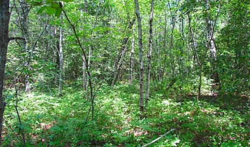 Photo of SOLD!!  5 Acres of Hunting Land of Southampton County VA!