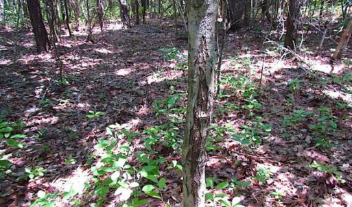 Photo of SOLD!!  5 Acres of Hunting Land of Southampton County VA!