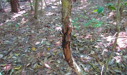 Photo of SOLD!!  5 Acres of Hunting Land of Southampton County VA!