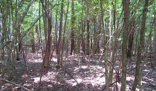 Photo of SOLD!!  5 Acres of Hunting Land of Southampton County VA!